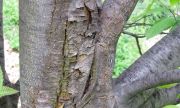 Sweet chestnut blight